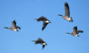 New York to cull 2,000 Canada geese to prevent airport bird ...