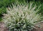 <b>Salix</b> Archives | Welcome to