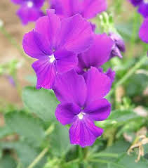 Hoa Violet tím Images?q=tbn:ANd9GcRvvhsYUNG8ncZ2rISZHUv66f9Sg16Ad_Gg1s-arLL8ya2OwK0&t=1&usg=__htzuoxS_4Qk4ZK7OaeEWhQhSAxw=