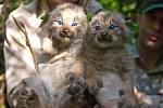 File:Two Canada Lynx Kittens.jpg - Wikimedia Commons