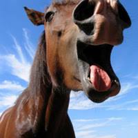 Horse's ass economics Images?q=tbn:ANd9GcRw8IoCdDth5hi4JEEifPrSrZIbyY2Cq4OIGvNf6Crca0DnCyLh