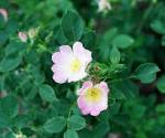 File:Rosa blanda.jpg - Wikipedia, the free encyclopedia