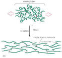 r34223 <b>elastin</b>