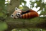 File:Red Panda in a Tree Y A W N I N G!.jpg - Wikimedia Commons