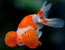 #___ Bubble Goldfish