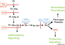 ATIII, <b>antithrombin III</b>; TF,
