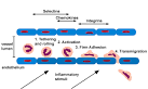 with <b>endothelial</b> cells,