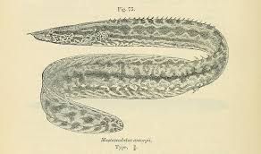 Image result for Mastacembelus ansorgii