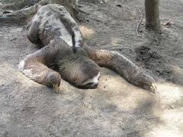 http://t1.gstatic.com/images?q=tbn:ANd9GcRzGci_8c9f5sJB3VDZPpreQrjD65eVYICd0KOAPgl5TPztnq-1rbSeOUZkAQ