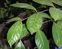 <b>Uncaria</b> Tomentosa Willd DC