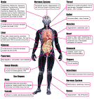 Effects of Alcohol