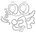 <b>Plasminogen</b> Activator.