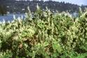 (<b>Polygonum cuspidatum</b>)