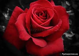 الوردةُ الحمراءُ للشاعر سعيد القاضى Images?q=tbn:ANd9GcS-buzejb80_1SjNlAs_hsdNLhiUY6tzIrv2wQBnUeCq6ZzisTS