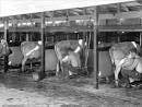 Walk-through cow shed – Dairying and dairy products – Te Ara ...
