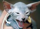 Sphynx Cat Breed Pictures | Fimho
