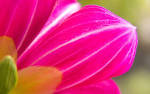 Pink petals 31827 - Flower Wallpapers - Flowers