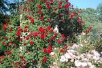 Rose-garden of the spirit - Befriended Stranger : Befriended Stranger