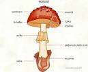 ciencias naturales: reino fungi