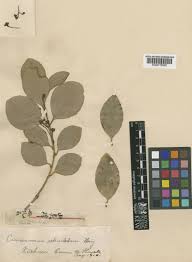 Image result for "Cinnamomum reticulatum"