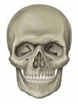 File:Head <b>skull</b> anterior view.