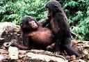 Bonobo Society