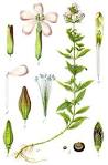 File:<b>Caryophyllaceae</b> sp