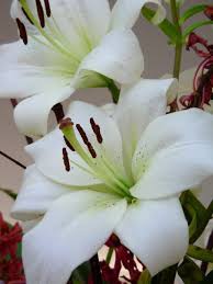 Pastor Appreciation Gifts-Lily Flowers
