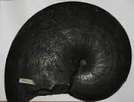 File:BLW A lovely large ammonite.jpg - Wikimedia Commons
