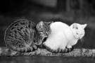 I Check Out Cat Lovers' Dating Sites -- So You Don't Have To | Catster