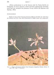 Image result for "Allium aethusanum"