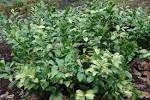 <b>Ruscus</b> colchicus is a slow
