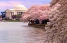 Cherry blossom festival DC