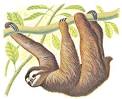 The sloth has a small head and