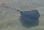 dasyaca <b>pastinaca</b>