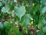 <b>Betula</b> pendula.