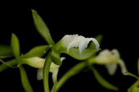 Image result for "Epidendrum aguirrei"