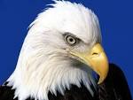 Animal Eagle Wallpaper/Background 1600 x 1200 - Id: 92947 ...