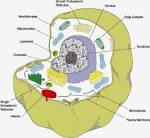 cell notes bi