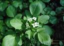 Watercress, Nasturtium officinale
