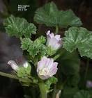 <b>Malvaceae</b>