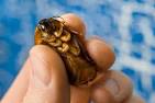 Florida Man Dies after Winning Roach-eating Contest | | West ...