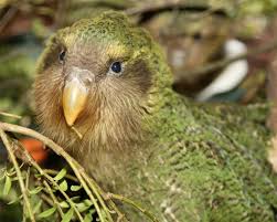 Image result for kakapo kiss