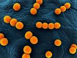 Bioquell - Microbiology - <b>Enterococcus faecium</b> / faecalis