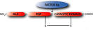 OF HUMAN <b>FACTOR VII</b> The