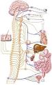 Types of <b>Syncope</b>