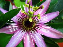 fiore di passiflora