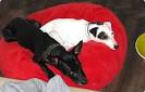 Dog bed brings ultra comfort to two German pooches | West Paw Design