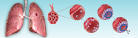<b>Tuberculosis</b>