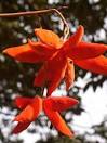 <b>Sterculia</b> brevissima